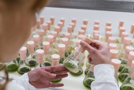Algama Foods remplace les protéines animales par de la poudre d’algues. - © D.R.