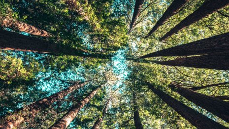 Les achats responsables et la mobilité verte sont prônés par la CEC pour sauvegarder le climat - © D.R.